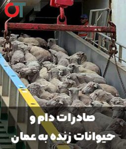 صادرات-حیوانات-زنده-به-عمان